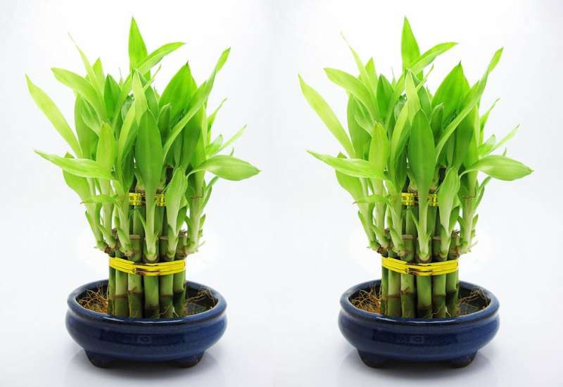 Cây Trúc Phú Quý mang đến phú quý