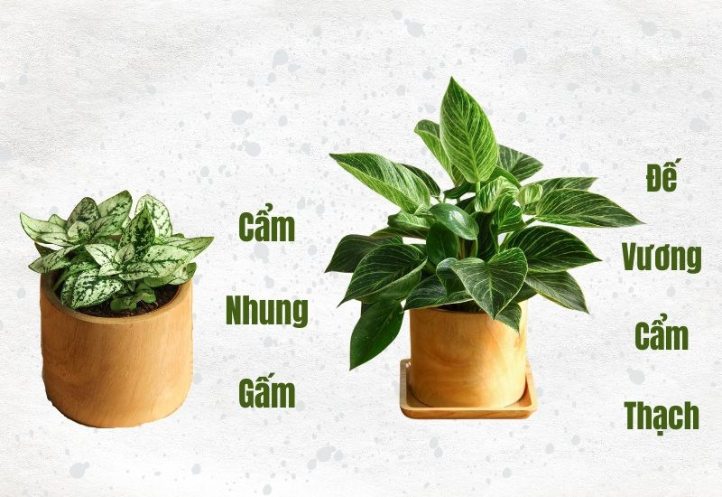 Cây Vạn Lộc hợp với nam Dần 1998