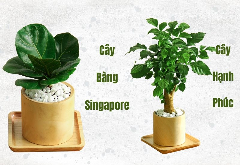 Tuổi Kỷ Tỵ 1989 hợp cây gì để tăng tài lộc và bình an?
