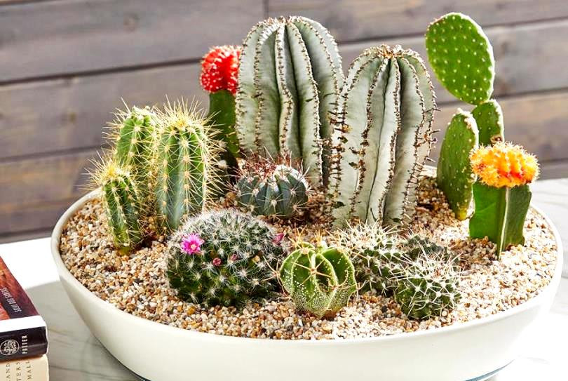 6 loại cây cảnh có độc tố cực nguy hiểm cho trẻ em