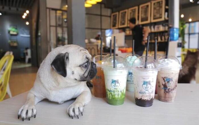 Chạy quảng cáo cho quán cafe thú cưng