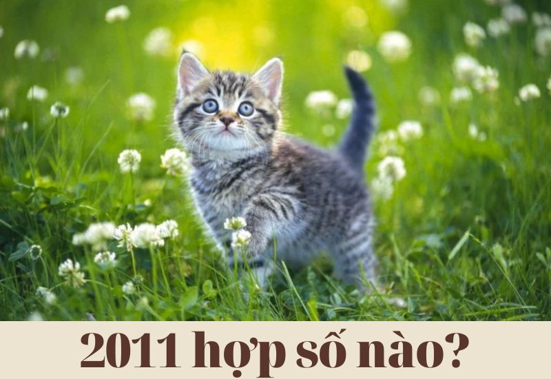 Năm 2011 hợp số nào để thu hút tài lộc?