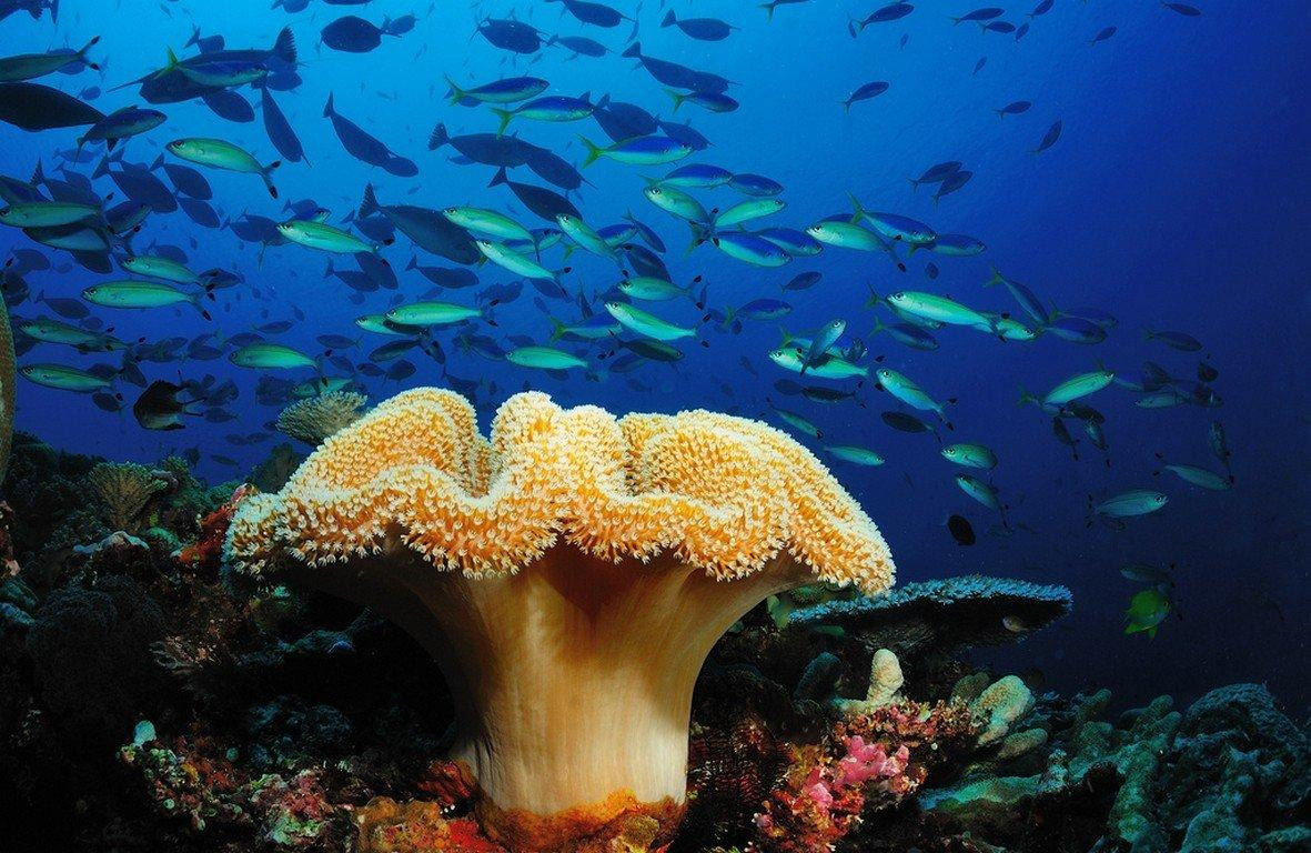 Công viên san hô sea walker phú quốc