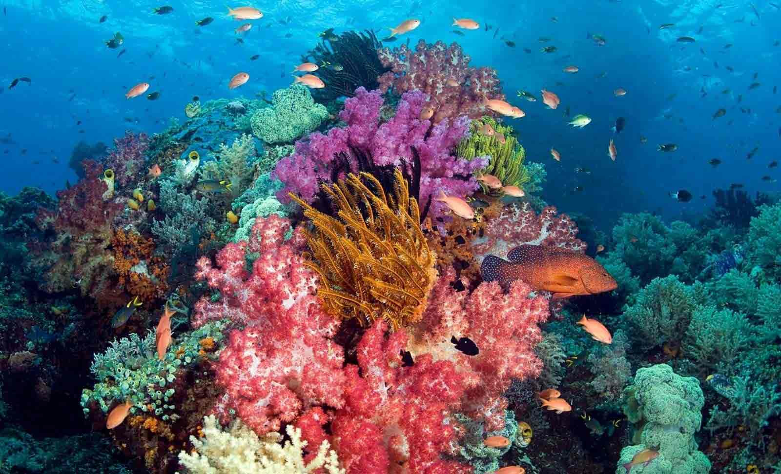 Sea walker – Đi bộ dưới biển