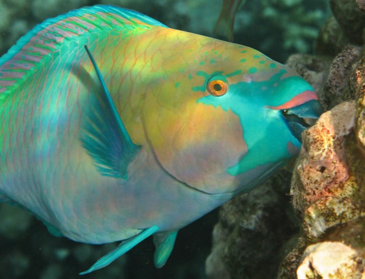 Protect Phu Quoc environment: Save parrotfish, save coral reef