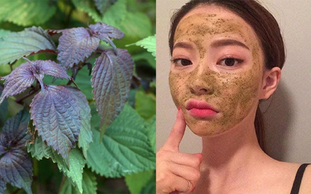 Đắp mặt bằng lá tía tô