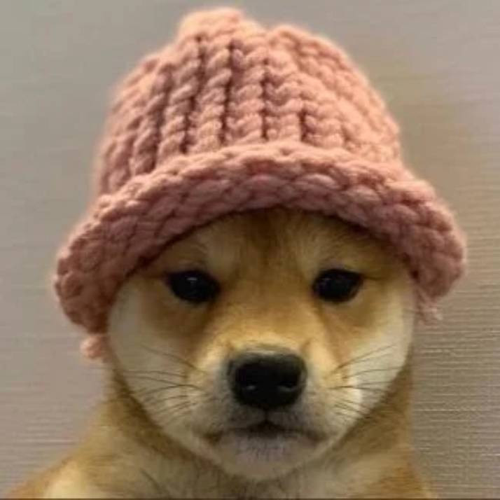 Dogwifhat