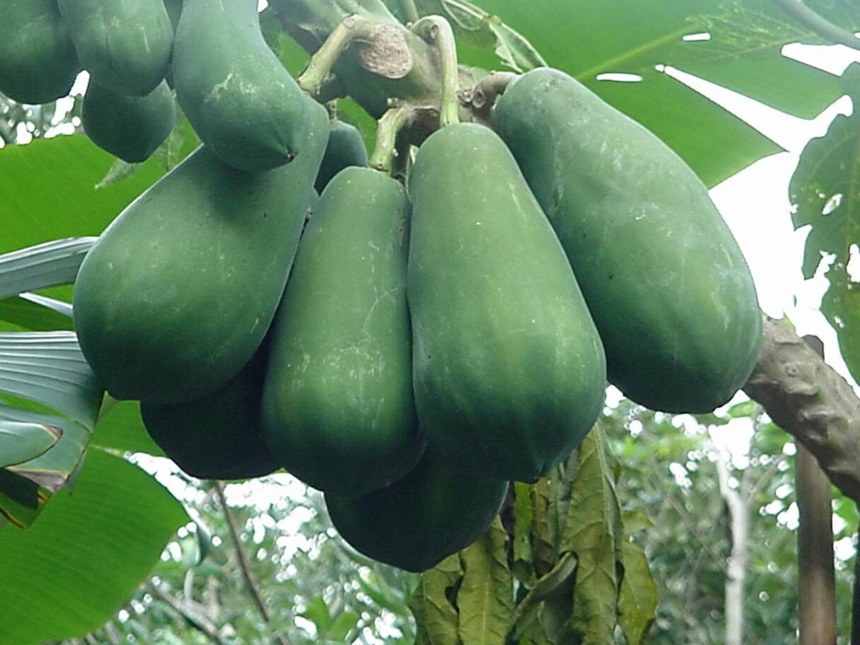 Đu Đủ Xanh