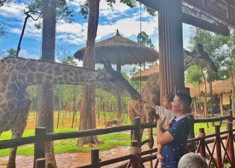 Dùng bữa trưa tại nhà hàng Hươu Cao Cổ và cho hươu ăn tại Vinpearl Safari Phú Quốc