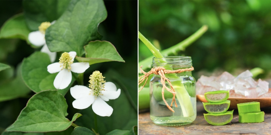 Dưỡng ẩm cho da bằng nha đam và rau diếp cá