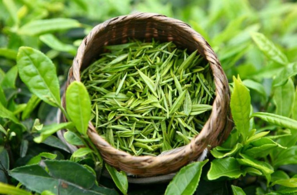 Dưỡng ẩm tóc bằng lá trà xanh