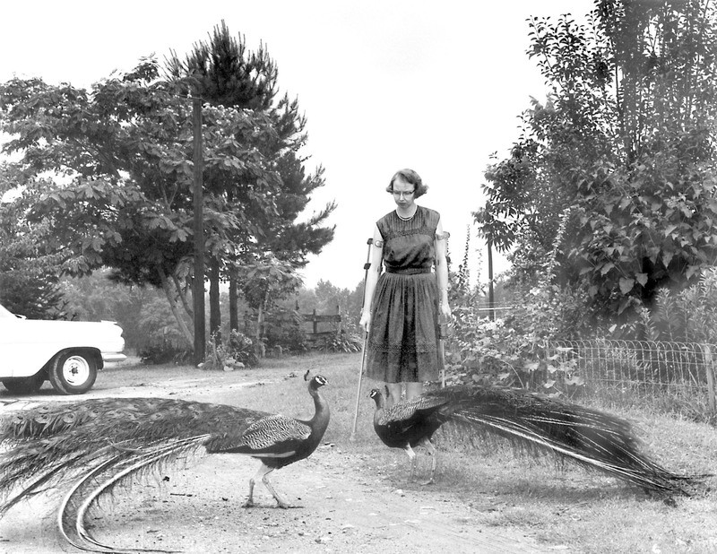 Flannery O'Connor thích nghiên cứu nông nghiệp