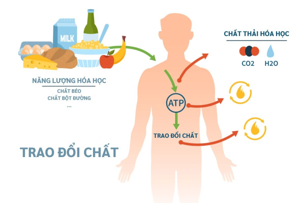 Gạo lứt huyết rồng giúp tăng cường khả năng trao đổi chất trong cơ thể