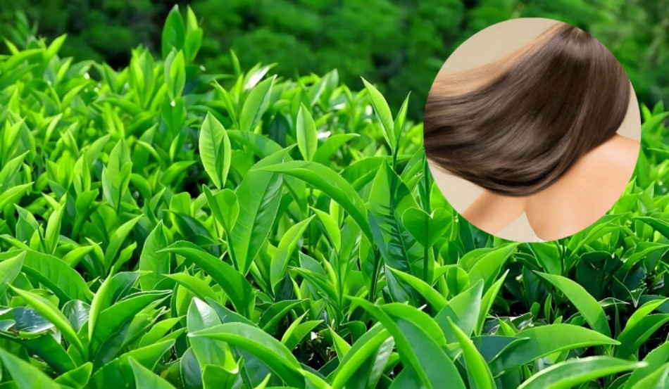 Gội đầu lâu bền mềm mại với lá trà xanh