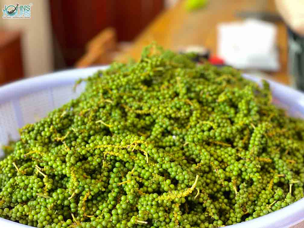 Tiêu Phú Quốc Mùi Hương Nồng Đượm Của Đất Trời