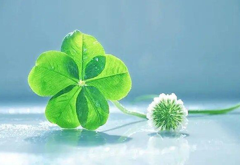 Hình ảnh cỏ bốn lá may mắn