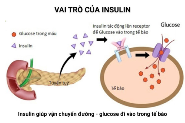 TẠI SAO LẠI TĂNG CÂN KHI ĐIỀU TRỊ INSULIN?