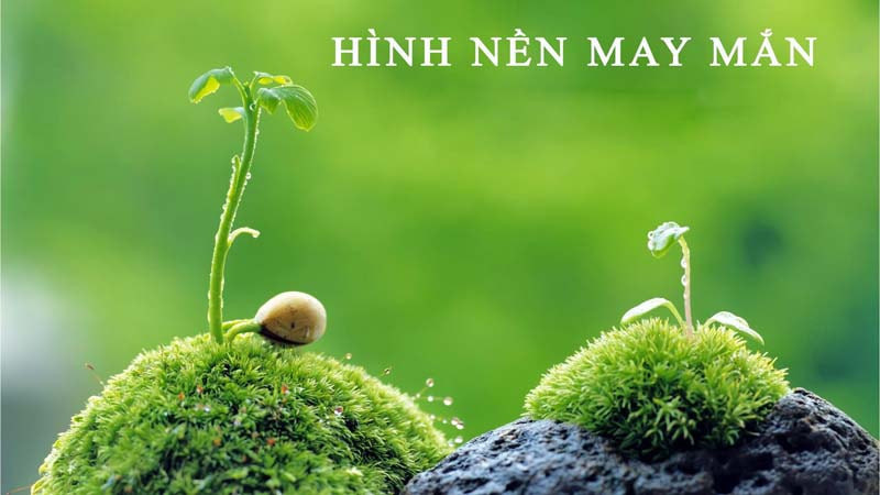 Tổng hợp hình nền phong thủy may mắn cho mệnh Mộc