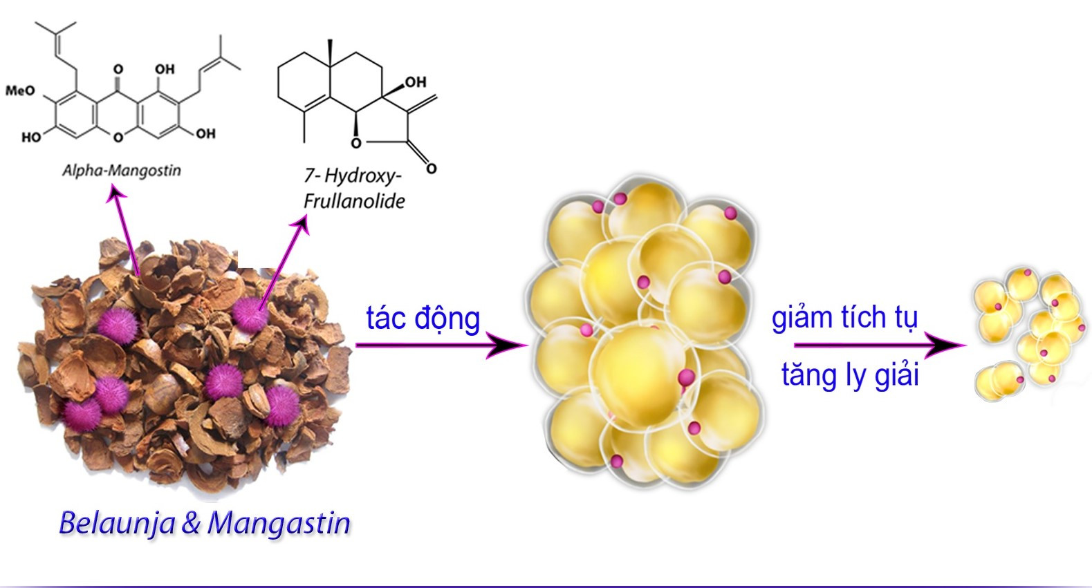 Hoạt chất sinh học từ Belaunja và Mangastin