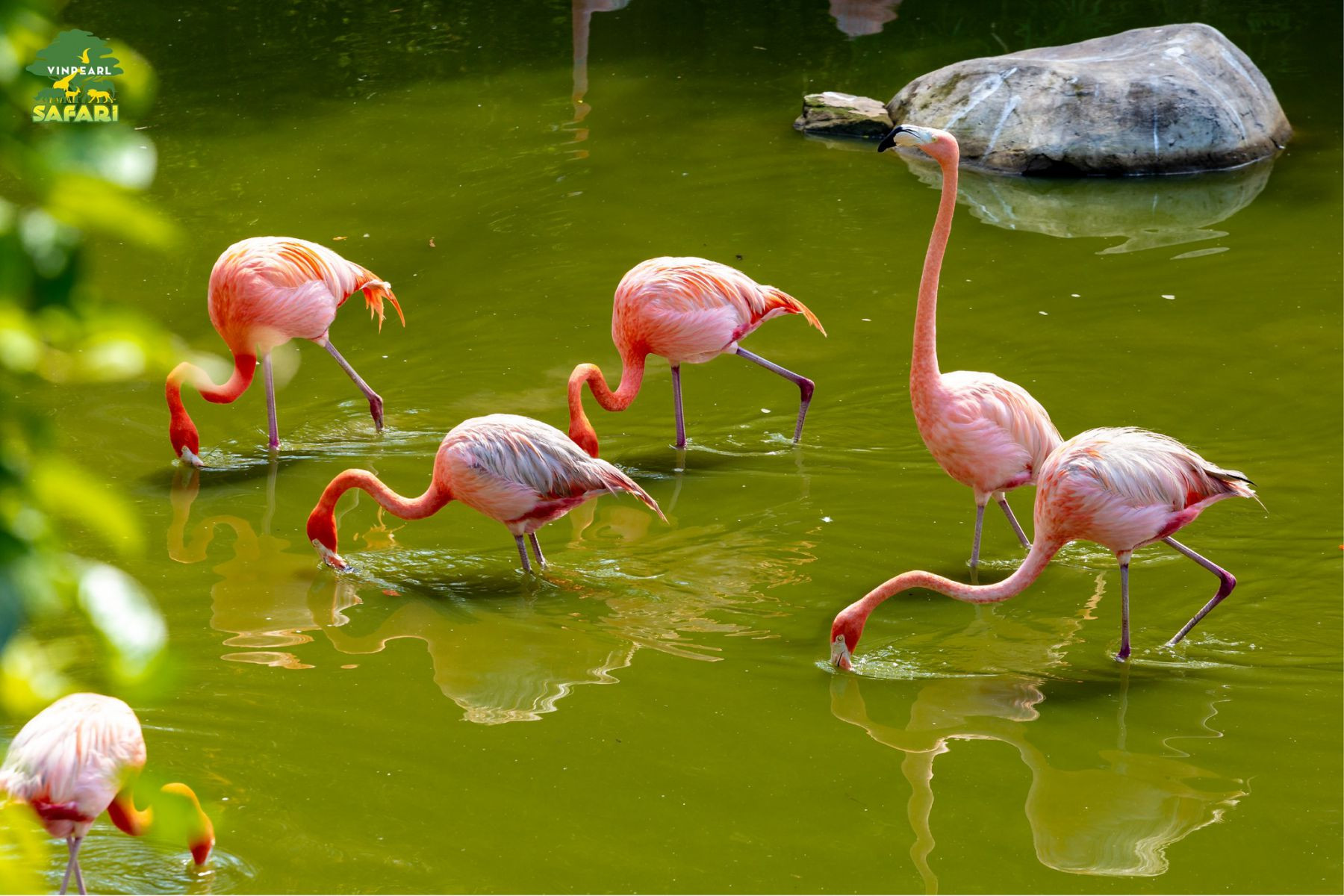 Hồng hạc tại Vinpearl Safari Phú Quốc