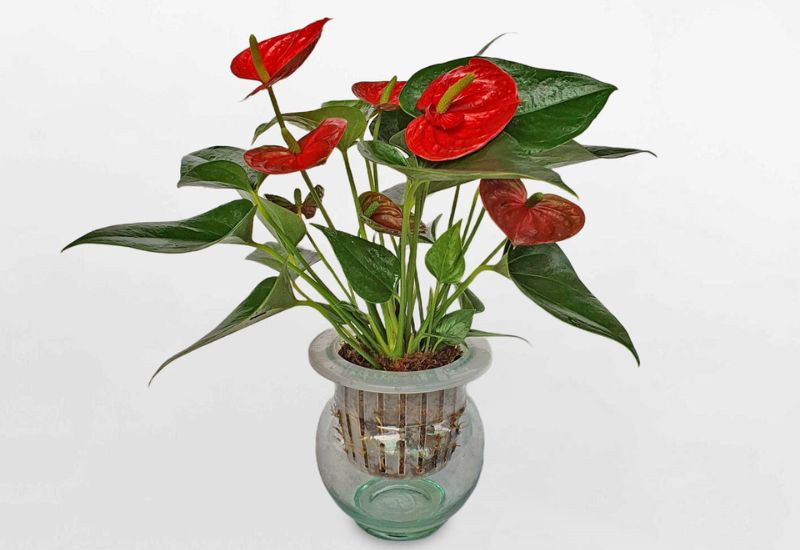 Hồng Môn Phù Hợp Với Phái Nữ
