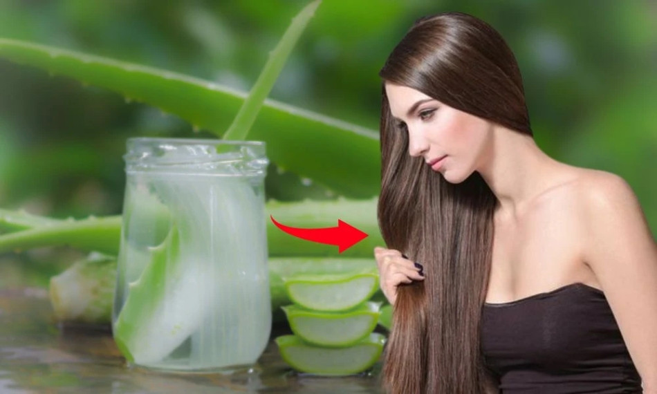 Khôi phục tóc xơ bằng nha đam