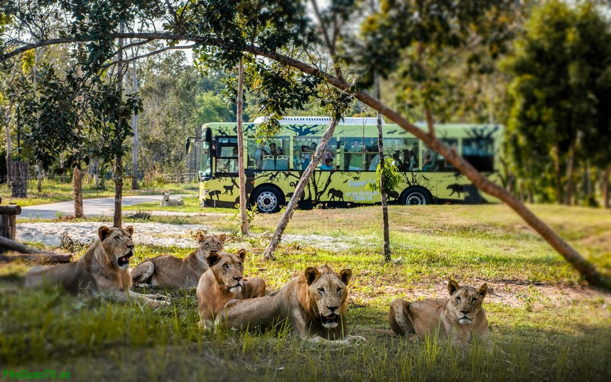 Khu Vực Bán Hoang Dã Tại Vinpearl Safari Phú Quốc
