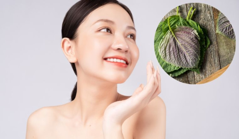 Lá tía tô giúp kháng viêm, trị mụn hiệu quả