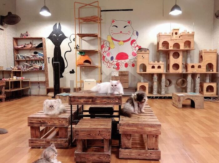 Mặt bằng kinh doanh mô hình cafe thú cưng