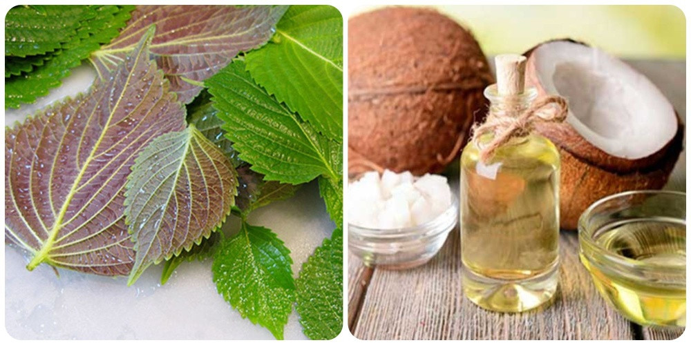 Mặt nạ tía tô và dầu dừa giúp nuôi dưỡng làn da trắng sáng hiệu quả