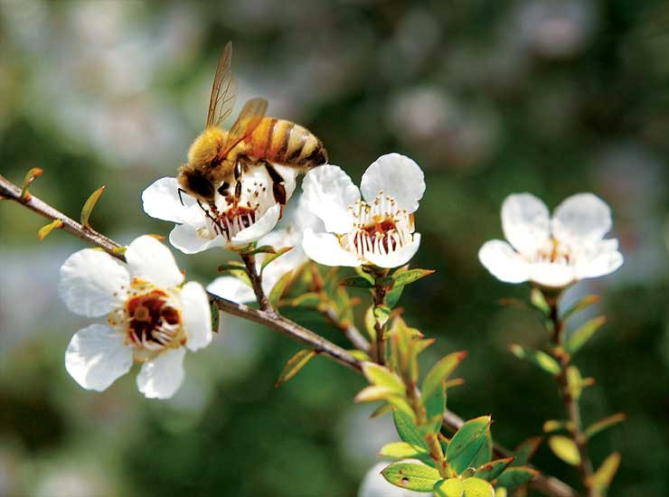 Mật Ong Manuka: Thần Dược Cho Làm Đẹp và Sức Khỏe