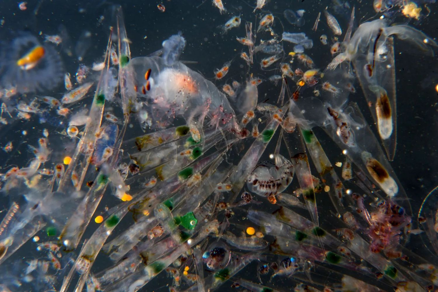 Mẫu sinh vật phù du được thu thập bởi một tàu Greenpeace (Ảnh: Greenpeace/Gavin Parsons)