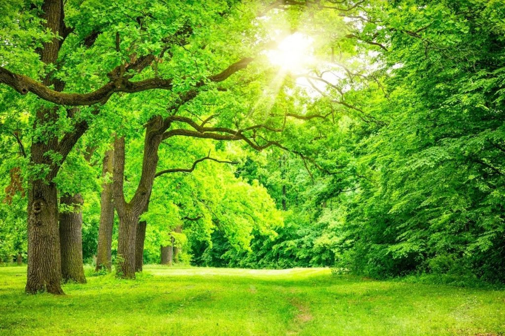 Màu xanh lá hợp mệnh Hỏa