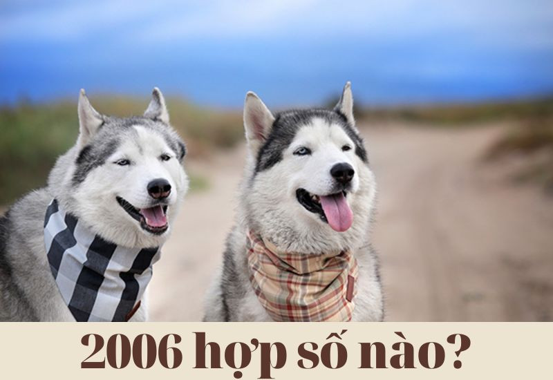 Năm 2006 hợp số nào mang lại may mắn?