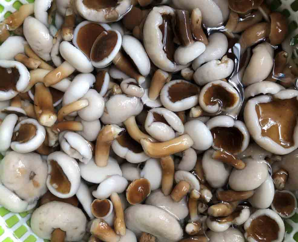 Nấm tràm Phú Quốc