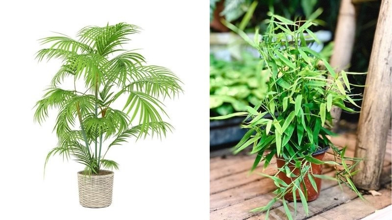 Ngọc Bích - Cây không hợp với tuổi Tân Mùi 1991