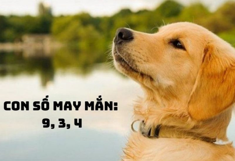 Năm 1994 hợp số nào nhất cho người sinh Giáp Tuất?