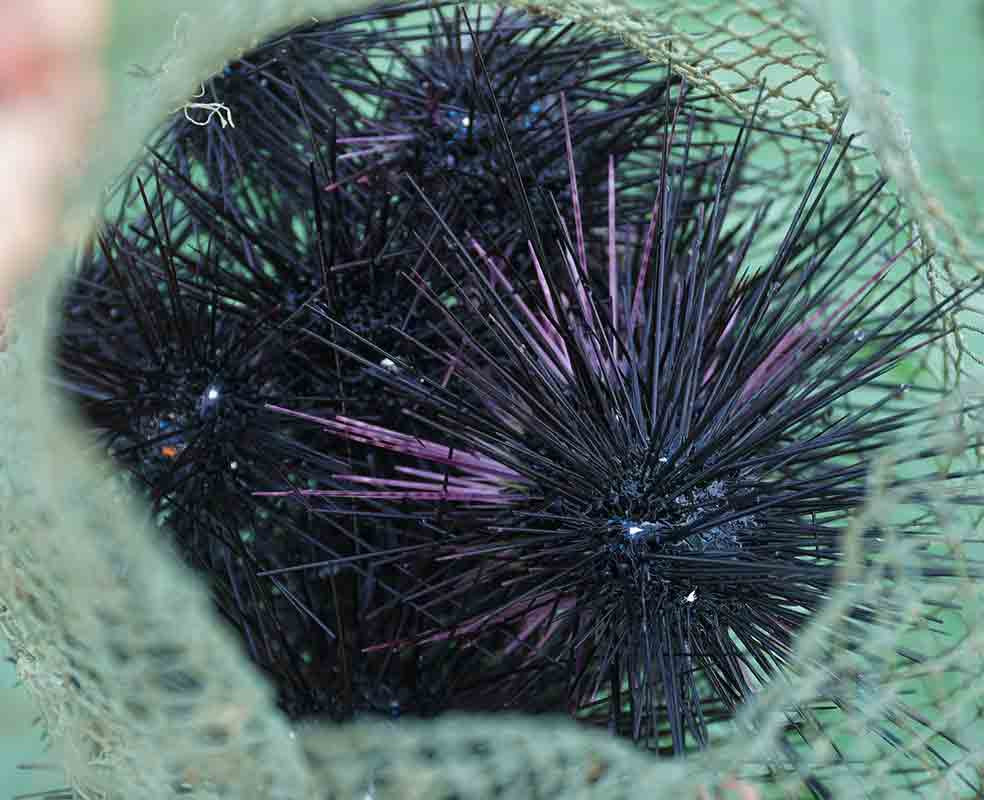Nhím biển Phú Quốc