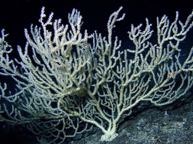 San hô nước sâu (Ảnh: NOAA-OER 2005)