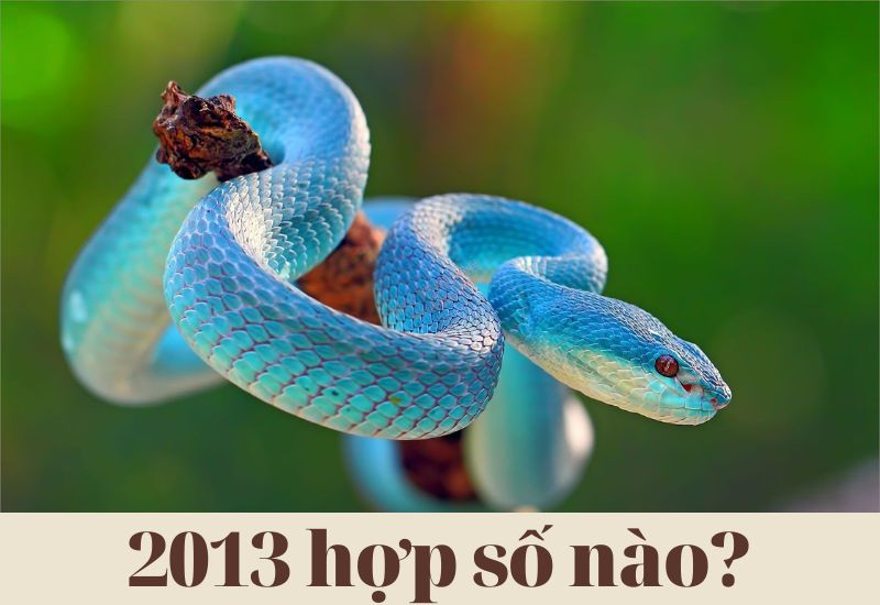 Sinh năm 2013 hợp số nào? Tìm hiểu để có vận mệnh tốt