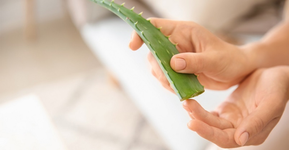 Sử dụng nha đam tươi bôi trực tiếp lên mặt để dưỡng trắng da