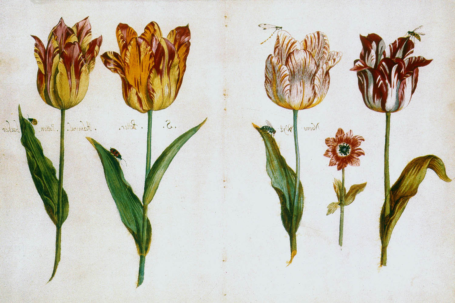 Tác động của bong bóng hoa Tulip