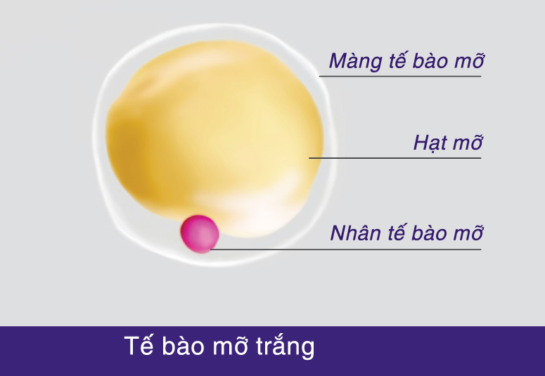 Tế bào mỡ trắng