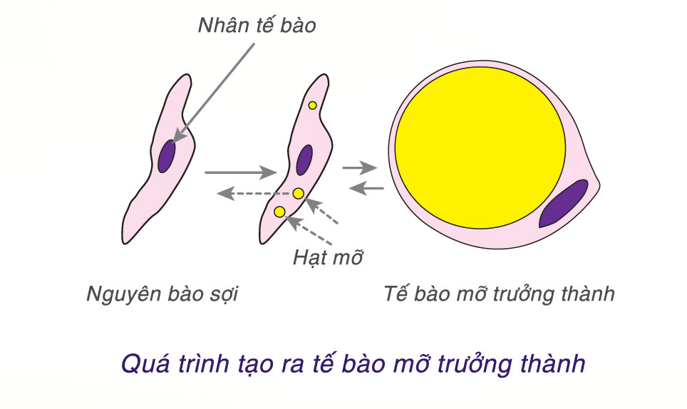 Tế bào mỡ