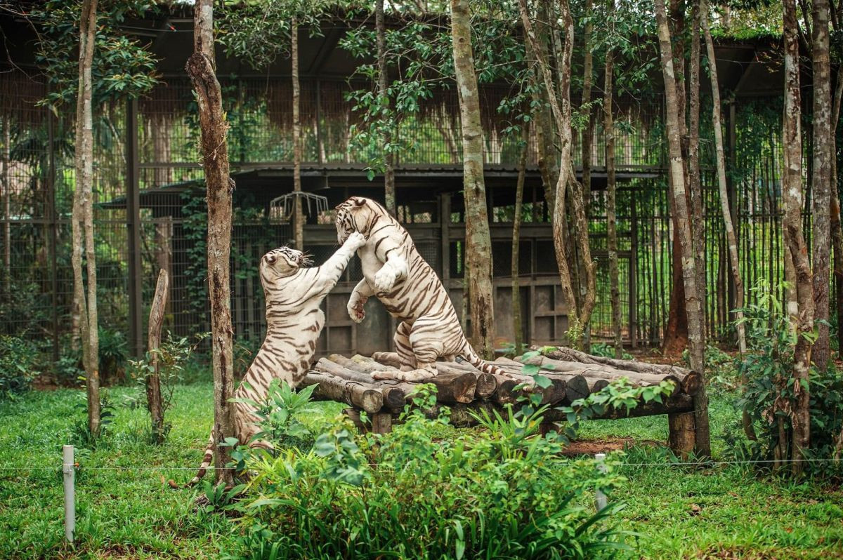 Thế giới động vật sống động tại Vinpearl Safari Phú Quốc