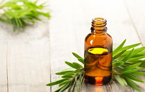 Kiến thức về tinh dầu tràm trà – tea tree oil trị mụn hiệu quả cho da