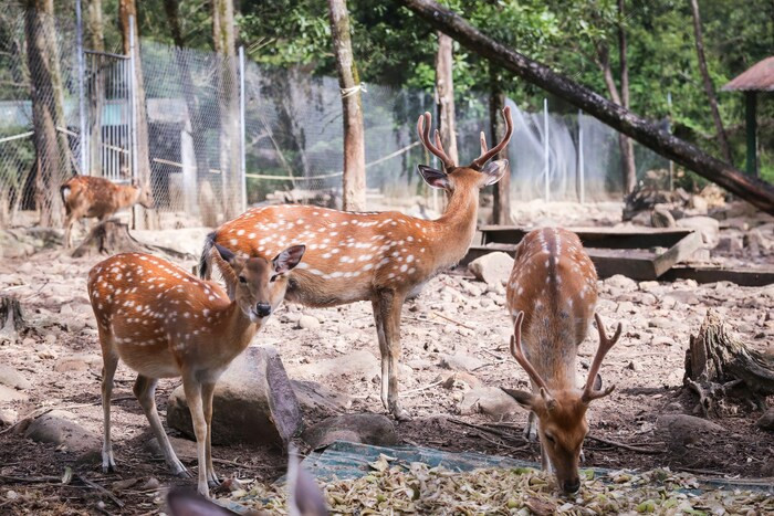 Trải nghiệm hoạt động giải trí tại khu nghỉ dưỡng suối khoáng nóng Alba Thanh Tân