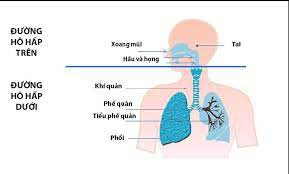 Trẻ em có nguy cơ mắc bệnh viêm đường hô hấp trên cao