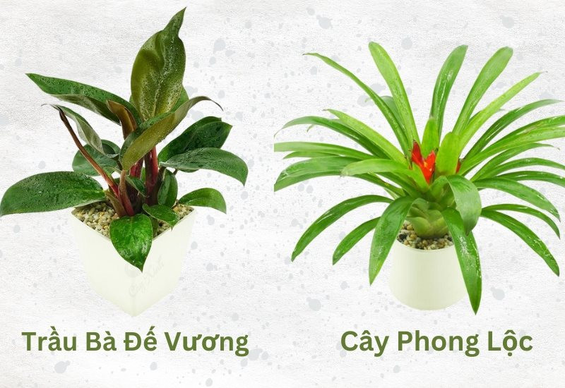 Trồng cây phong thủy cho tuổi Ất Hợi