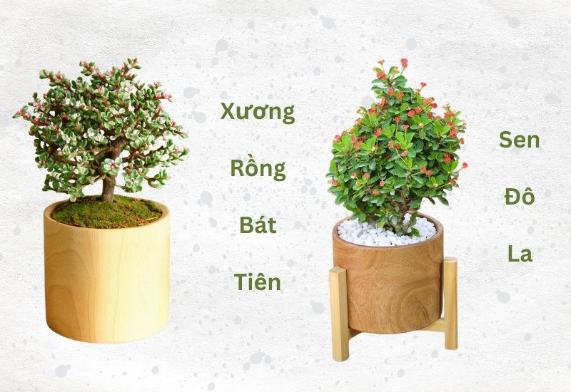 Tuổi Ất Hợi 1995 hợp cây gì? Gợi ý lựa chọn cây phong thủy mang lại may mắn